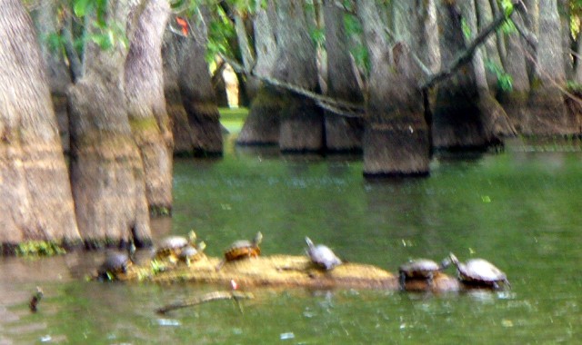 Chicot Turtles 01